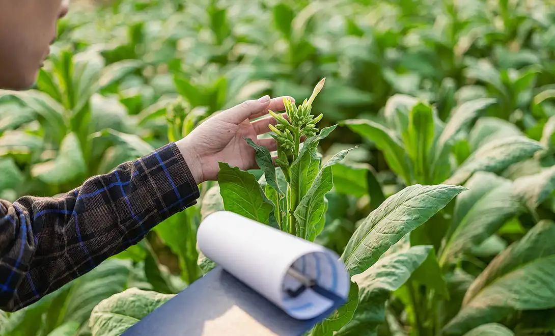 Amino Acid Fertilizer for Tobacco: Enhancing Leaf Quality Naturally